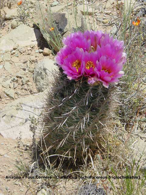 cactus en fleurs  Four Corners